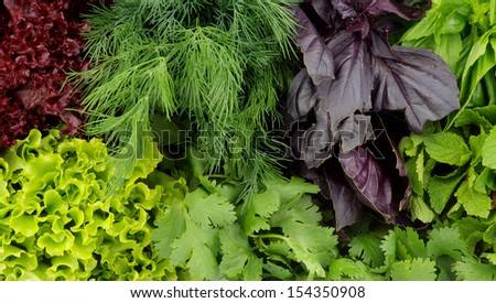 Background of Various Fresh Greens with Lettuce, Basil, Mint, Dill and Parsley closeup