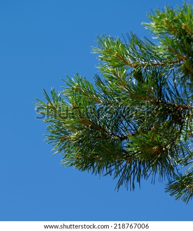 Young Shoots and Stems of Beautiful Green Pine Tree on Clear Blue Sky background Outdoors. Focus on Top Stems