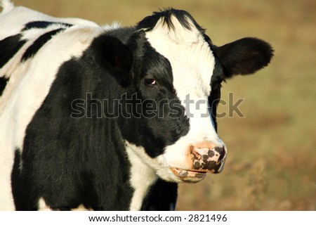 black and white bull cow roaming in a field
