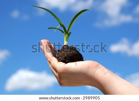 Plant held against the blue sky