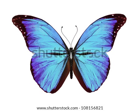 Blue butterfly flying, isolated on white background