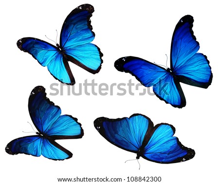 Four morpho blue butterflies flying, isolated on white background