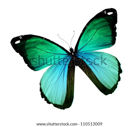 Morpho Green Turquoise Butterfly , Isolated On White Stock Photo ...