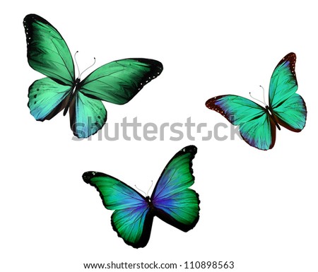 Three turquoise butterfly , isolated on white background
