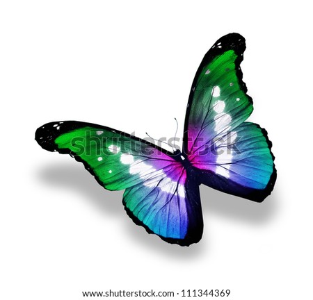 Blue violet green butterfly flying, isolated on white background