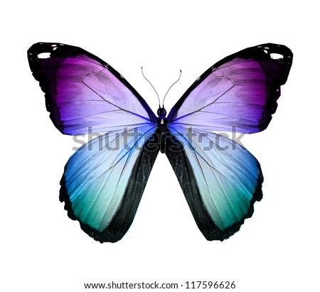 Blue violet butterfly , isolated on white