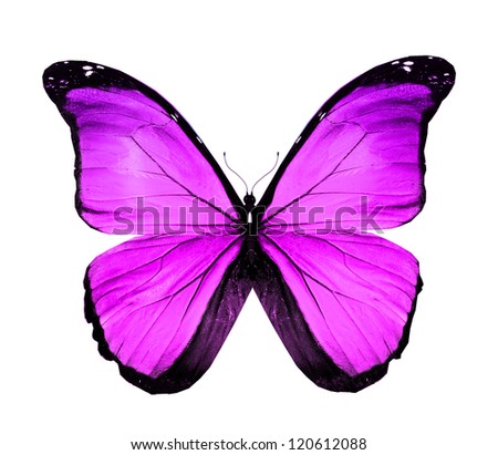 Morpho violet butterfly , isolated on white