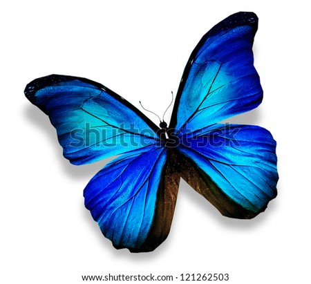 Morpho blue turquoise butterfly , isolated on white