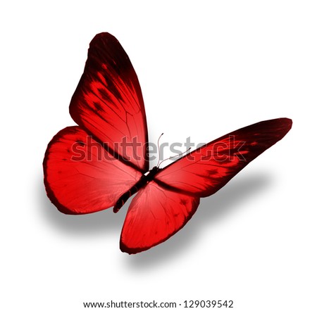 Red butterfly flying, isolated on white background