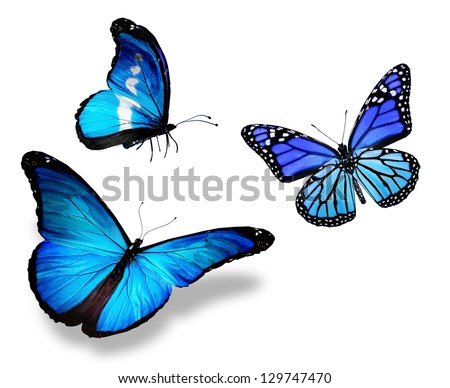 Three blue butterfly, isolated on white background