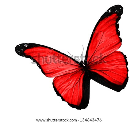 Red butterfly on white background