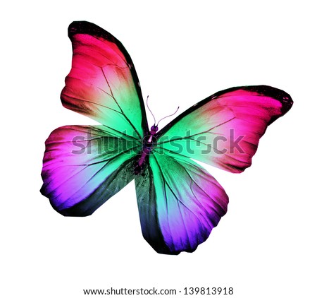 Three violet pink butterflies, isolated on white