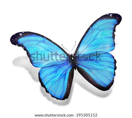 Blue butterfly on white background