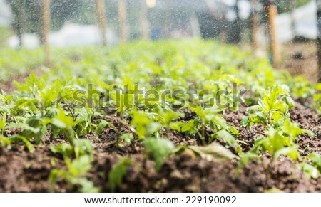 Organic garden close up image with water spring.