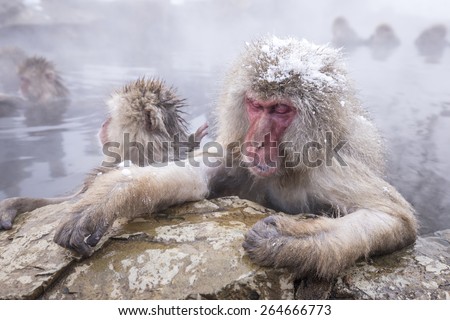 Jigokudani snow monkey bathing onsen hotspring famous sightseeing in Japan.