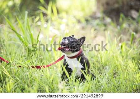 Puppy french bulldog on green field backyard.
