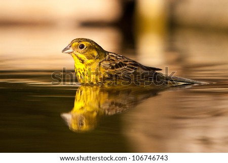 Drinking greenfinch reflecting in water