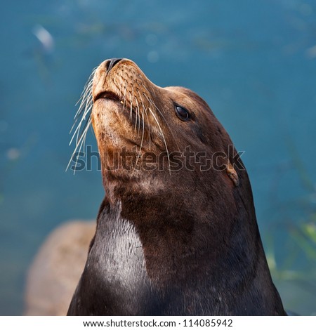 California Seal commonly called Sea Lion in Morro Bay, California, USA
