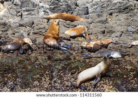 Sea lions, Channel Islands National Park, California, USA