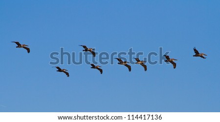 Brown Pelicans flying over Santa Cruz, California, USA