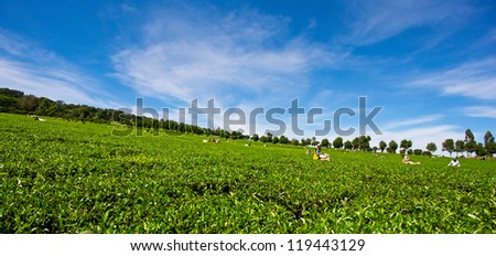 KERICHO - OCT 17: People harvesting tea on a tea plantation on Oct 17, 2012 around Kericho, Kenya. In Kenya tea is ranked as the third major foreign exchange earner, behind tourism and horticulture.