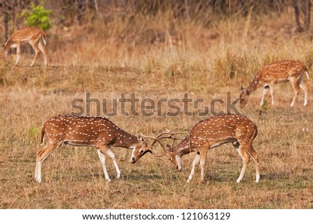 Chital or cheetal deers (Axis axis), also known as spotted deer or axis deer in the Bandhavgarh National Park in India. Bandhavgarh is located in Madhya Pradesh.
