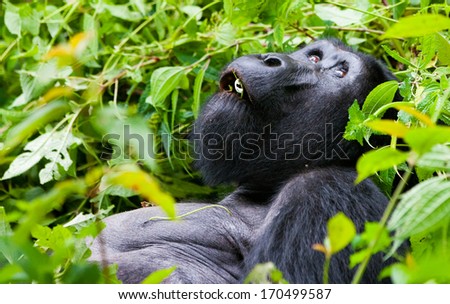 One of the most endangered animals, a great silverback Mountain Gorilla, in the Bwindi National Park in Uganda.