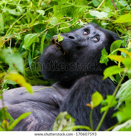 One of the most endangered animals, a great silverback Mountain Gorilla, in the Bwindi National Park in Uganda.