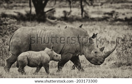 Black and white image of a White rhinoceros (Ceratotherium simum) with her baby in Lake Nakuru National Park, Kenya. The white rhinoceros is one of the five species of rhinoceros that still exist.