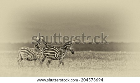 Vintage style black and white image of two Zebras in the Lake Nakuru National Park in Kenya, Africa