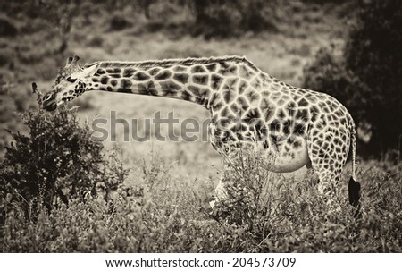 Vintage style black and white image of a Rotschild's giraffe (Camelopardis Rotschildi) in Lake Nakuru National Park, Kenya