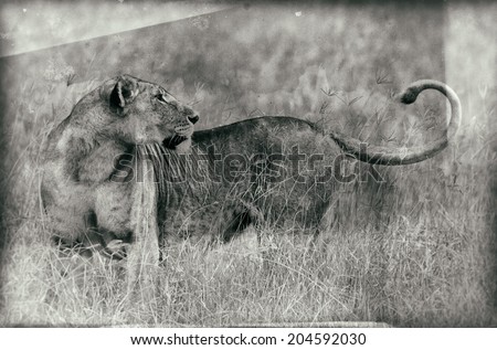 Vintage style black and white image of an African Lion in the Lake Nakuru National Park, Kenya