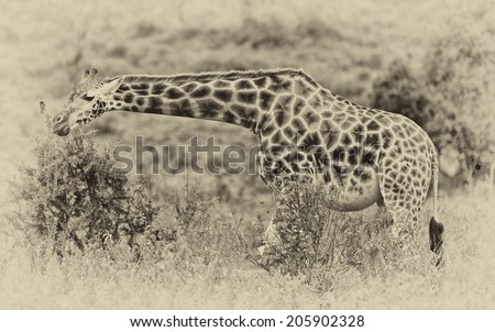 Vintage style black and white image of a Rotschild\'s giraffe (Camelopardis Rotschildi) in Lake Nakuru National Park, Kenya