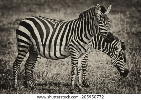 Vintage style black and white image of two Zebras - Maasai Mara National Park in Kenya, Africa