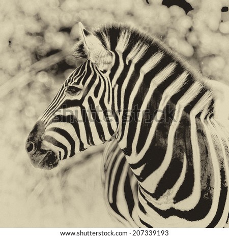 Vintage style black and white image of a Zebra in Kruger National Park, South Africa
