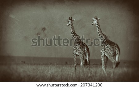 Vintage style black and white image of giraffes on the Masai Mara National Reserve - Kenya