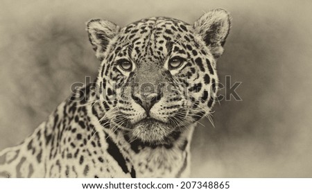 Vintage style black and white image of a Jaguar - Panthera onca. The jaguar is the third-largest feline after the tiger and the lion, and the largest in the Western Hemisphere.
