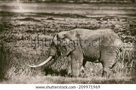 Vintage style black and white image of a huge African elephant bull in the Ngorongoro Crater, Tanzania