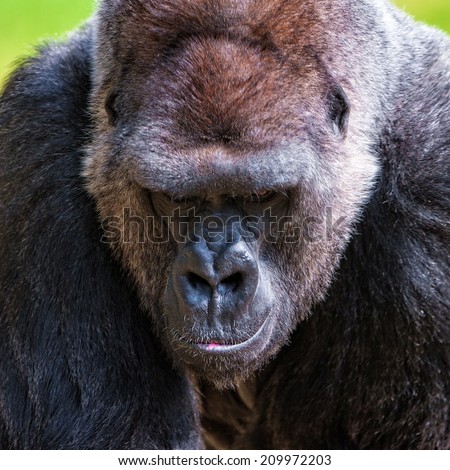 One of the most endangered animals, a great silverback Lowland Gorilla