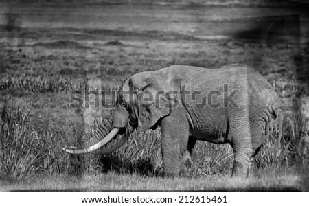 Vintage style black and white image of a huge African elephant bull in the Ngorongoro Crater, Tanzania
