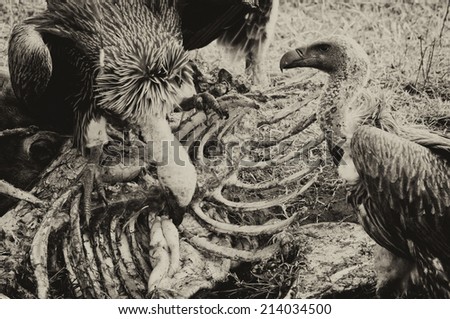 Vintage style black and white image of Vultures feeding on a wildebeest carcass, Maasai Mara, Kenya