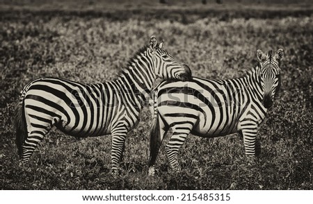 Vintage style black and white image of zebras in the Serengeti National Park, Tanzania