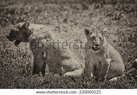 Vintage style black and white image of two lionesses on the plains of the Serengeti National Park, Tanzania, Africa