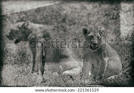 Vintage style black and white image of two lionesses on the plains of the Serengeti National Park, Tanzania, Africa