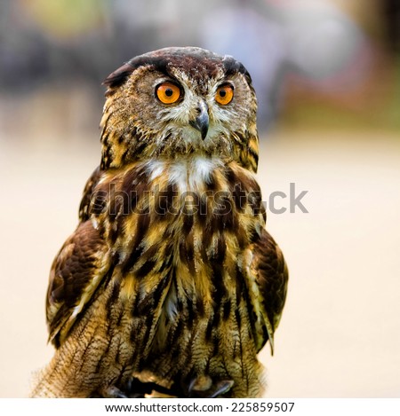 Bengal Eagle Owl with Large Orange Eyes