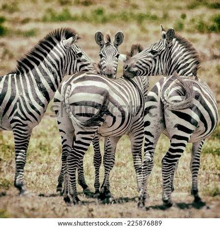 Vintage style image of zebras in the Serengeti National Park, Tanzania,