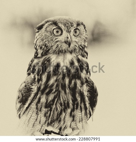 Vintage style black and white image of a Bengal Eagle Owl