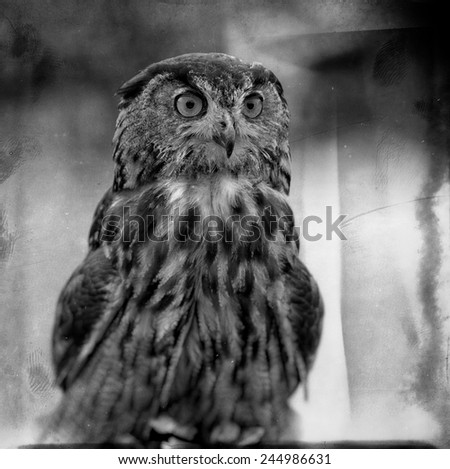 Vintage style black and white image of a Bengal Eagle Owl
