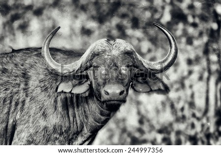 Vintage style black and white portrait of an African Buffalo in Kruger National Park, South Africa, stylized and filtered to look like an oil painting