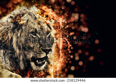 African lion illustration